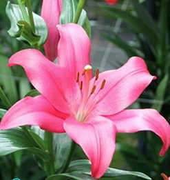 'Yerseke' Lilium