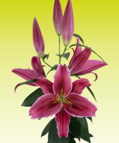 'Vetto' Lilium