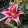 'Vetto' Lilium
