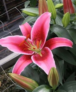'Vetto' Lilium