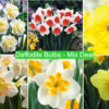 Daffodil Bulbs - Mix Deal