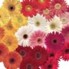 Gerbera Jamesonii - Festival Grower
