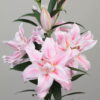 Glandon Lilium - Double Oriental