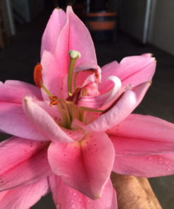 Glandon Lilium - Double Oriental