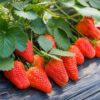 Strawberry Plantation