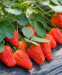 Strawberry Plantation