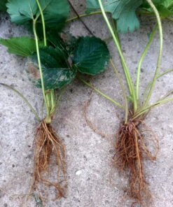 Strawberry Runners with Leaves - Dir variety
