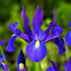 Telstar Dutch Iris