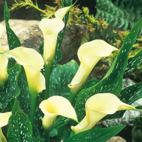 Calla Lily bulbs - 'Albomaculata' (Size: 14-16, 1 bulb)