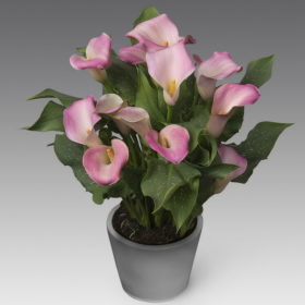 Calla Lily bulbs - 'Captain Marrero' (Size: 14-16, 5 Bulbs Deal @ Rs. 360/ea)