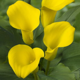 Calla Lily bulbs - 'Captain Morelli' (Size: 14-16, 1 bulb)