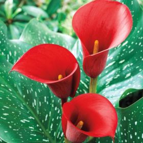 Calla Lily bulbs - 'Red Alert' (Size: 14-16, 1 bulb)