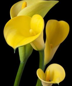Calla Lily bulbs - 'Universe' (Size: 14-16, 1 bulb)