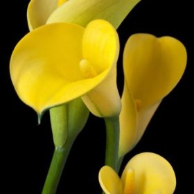 Calla Lily bulbs - 'Universe' (Size: 14-16, 1 bulb)