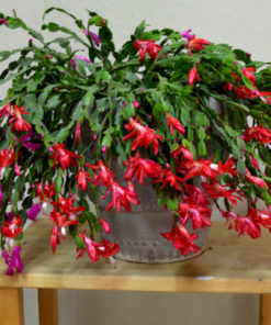 Christmas Cactus with pink and lilac (Stock Image)