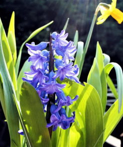 Hyacinth 'Blue Jacket' Bulbs (Blue, 17-18 cm, 4 Bulbs @ Rs600 each) - Image 6