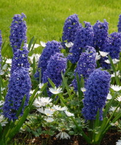 Hyacinth 'Blue Jacket' Bulbs (Blue, 17-18 cm, 4 Bulbs @ Rs600 each) - Image 3
