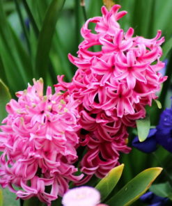 Hyacinth 'Fondant'