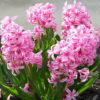 Hyacinth 'Fondant'