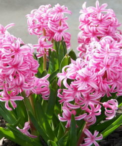 Hyacinth 'Fondant'