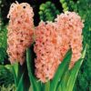 Hyacinth 'Gypsy Queen'