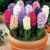 Hyacinth Flowers