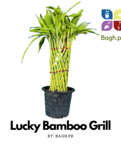 Lucky Bamboo Grill