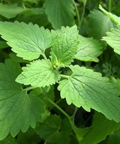 Catnip Leaves