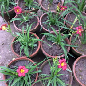 Daylily Plant - 'Pardon Me'