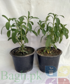 Stevia - 2 Plants in 5" Pot, 6"-12" Height