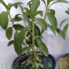 Stevia Plant (6"-12")