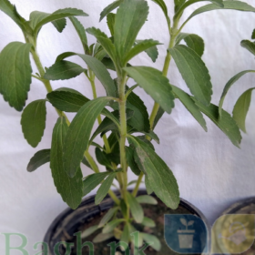 Stevia Plant/s (6"-12" height, 5" pot)