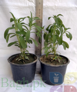 Stevia Plants 6