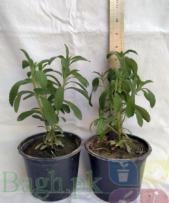 Stevia Plants 6