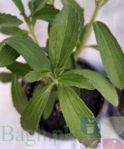 Stevia Leaves