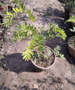 Cassia Nodosa Plant