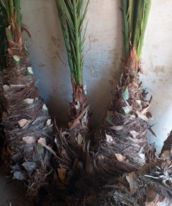 Dhakki Date Sucker Plant