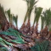 Dhakki Date Sucker Plant