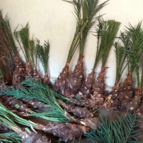 Dhakki Date Sucker Plant (50 plants @ Rs. 1,800/plant)