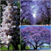 Paulownia Tomentosa