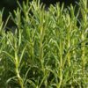 Rosemary Plant
