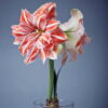 Dancing Queen Amaryllis