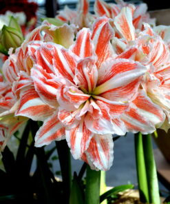 Dancing Queen Amaryllis