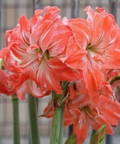 Lady Jane Amaryllis