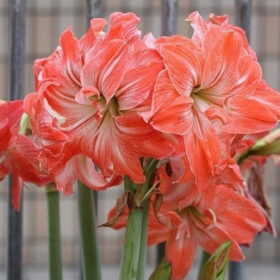 Lady Jane Amaryllis Bulb (Double Galaxy, Salmon Pink, 1 Bulb)