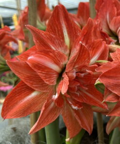 Lady Jane Amaryllis