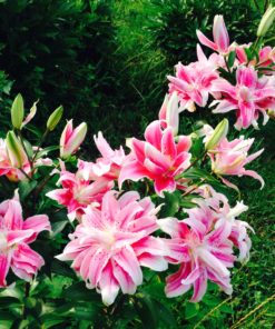 Sweet Rosy Lilium