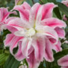 Lilium Sweet Rosy