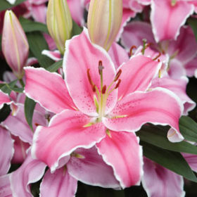 Marlon Lilium Bulbs (Oriental Lilium, Pink Flower, 4 Bulbs Pack)