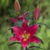 Mateo Lilium